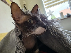 Sphynx Mix Kater, 3 Jahre, velour 