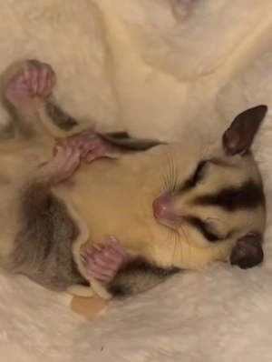 Suche Sugar Glider   Kurzkopfgleiter zur Aufnahme in bestehende Gruppe