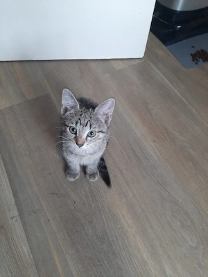 katzenbaby