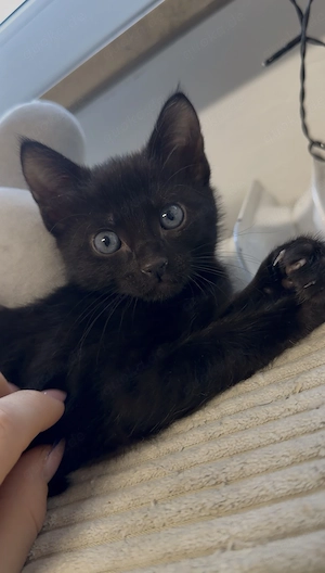 Wunderschönes schwarzes Katzenmädchen mit blauen Augen sucht liebevolles Zuhause 