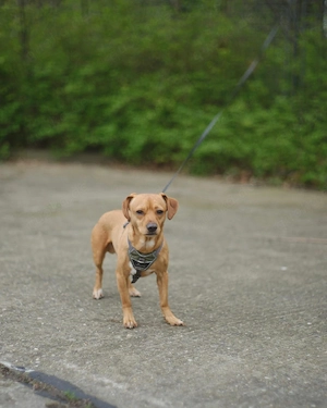 Mein Herzenshund