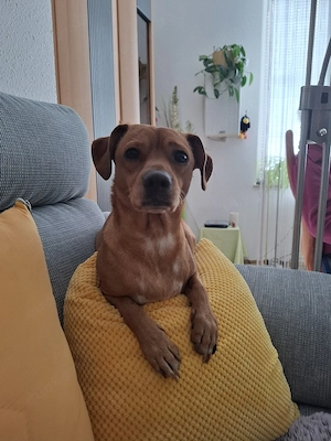 Herzenhund