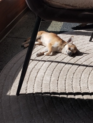 Zwei super liebe Hunde   