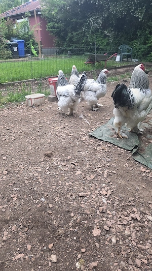 XXL Brahmas von 2025 in WSC 