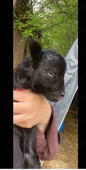 Quessant Bock