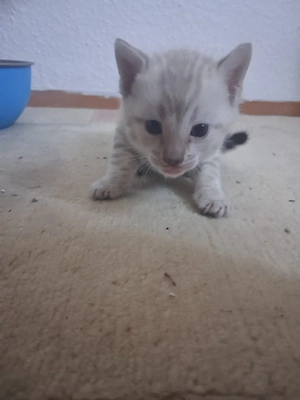 katzen zusammen suchen sie ein zuhause 