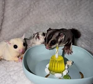 Wunderschöne Mosaic Sugar Glider Babys abzugeben