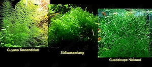 Guyana Tausendblatt, Süsswassertang, Guadeloupe Nixkraut (ab 3 )