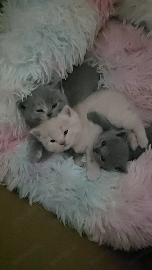 Britisch Kurzhaar Kitten   wunderschöne Teddybären   