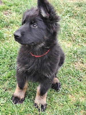 Altdeutsche.Schäferhundwelpen