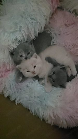 bkh  babys 