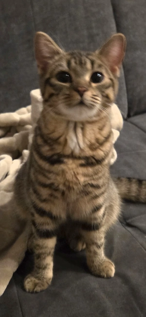 Katze, Prinzessin ohne Namen