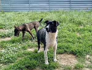 Maddox, zzt. in Ungarn, ist ein Welpe und dementsprechend verspielt, aufgeweckt, zuckersüss
