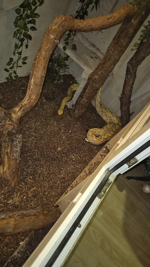 netzpython 