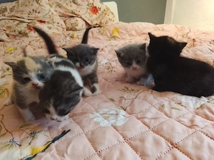 britisch Kurzhaar Kitten 