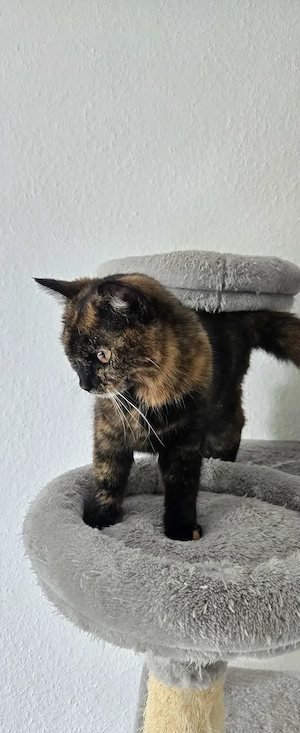 BKH British Kurzhaar Kitten weiblich
