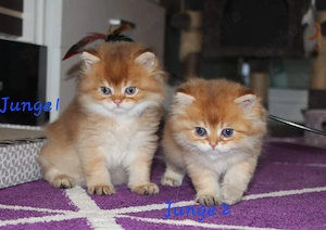 Wunderschöne BKH  BLH Kitten mit Stammbaum