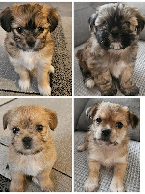 Wunderschöne Pomeranian-Maltese-Mix-Welpen suchen ein liebevolles Zuhause!   