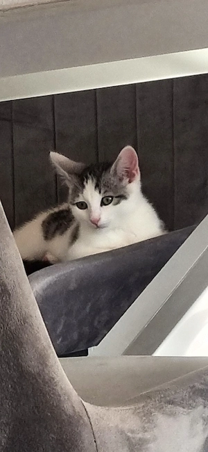 Junge Katze 6 monate alt