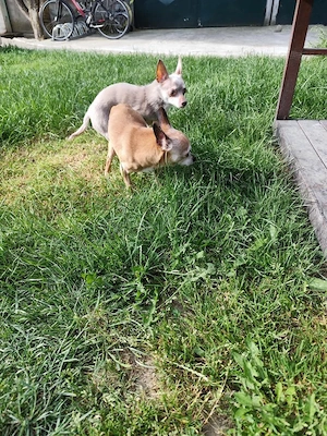 Rocky&Rony - zwei Chis nur im Doppelpack!