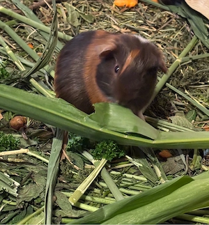 Meerschweinchen Böckchen