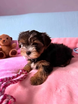 Reinrassige Yorkshire Terrier Welpen
