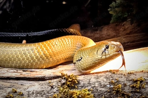 Goldene Indigonattern NZ 