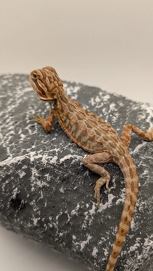 Hypo Red Orange    Leatherback Bartagame Pogona Vitticeps 
