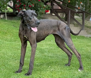 *ABIBI* Die Deutsche Dogge Mix sucht eine hundeerfahrene Familie, in der sie artgerecht leben darf