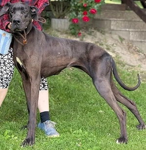  *ABIBI* Die Deutsche Dogge Mix sucht eine hundeerfahrene Familie, in der sie artgerecht leben darf