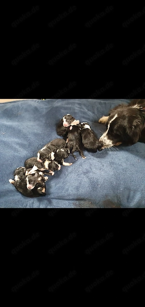 Border Collie mix welpen 