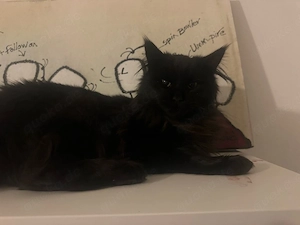 Maine Coon Dame sucht liebevolles Zuhause