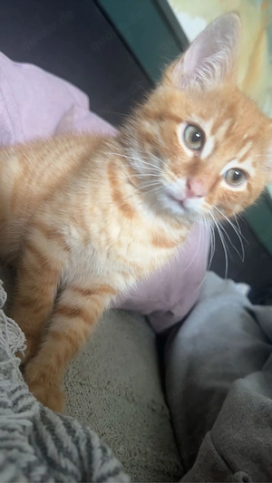 EKH Kastrierter Kater abzugeben