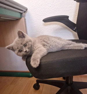    Wunderschöne BKH Kitten abzugeben   