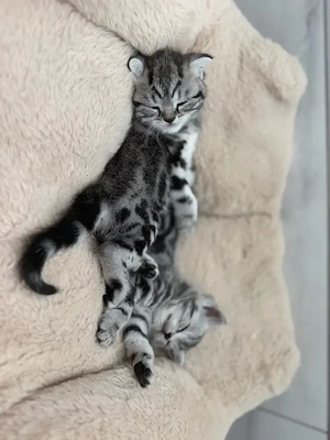 Wunderschöne Kitten Wunderschöne Kitten suchen ein liebevolles Zuhause suchen ein liebevolles Zuhaus