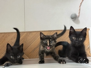 EKH Europäisch Kurzhaar Kitten Katze Kater 