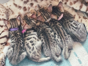 Bengalkitten