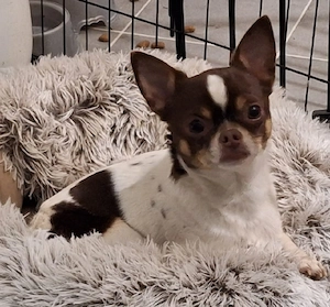 Chihuahua Rüde
