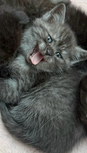  5 BKH Kitten