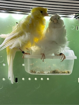 Kanarienvogel Pariser Trompeter 2025 männlich und weiblich Paar