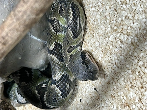 Sanzinia madagascariensis - Madagaskar Hundskopfboa