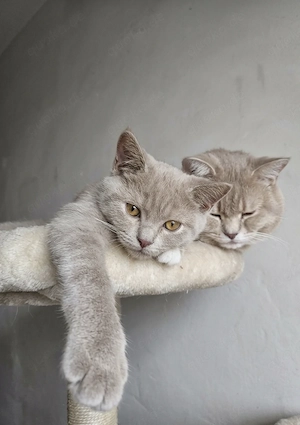 Britisch Kurzhaar Kitten 