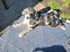 Cockapoo Welpen Harlekin-Merle