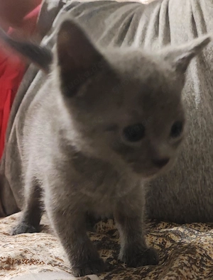  Britisch Kurzhaar Kitten suchen ab Mitte August ihr Für-immer-Zuhause 