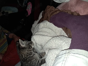 Katzenbabys süss abzugeben