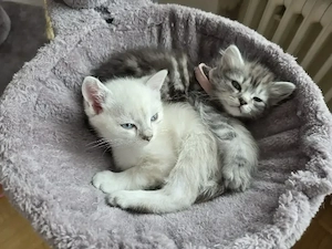 Main Coone katze