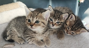 Süße BKH-Kitten ab Mitte August abzugeben 
