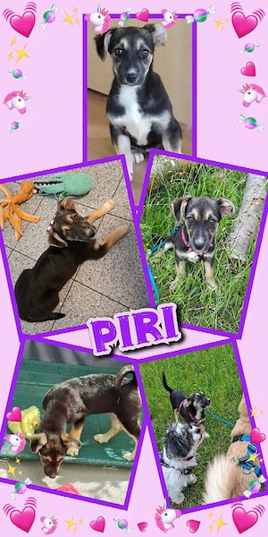 kinderliebes, menschenbezogenes, katzenverträgliches Welpenmädchen "Piri" sucht ein Zuhause
