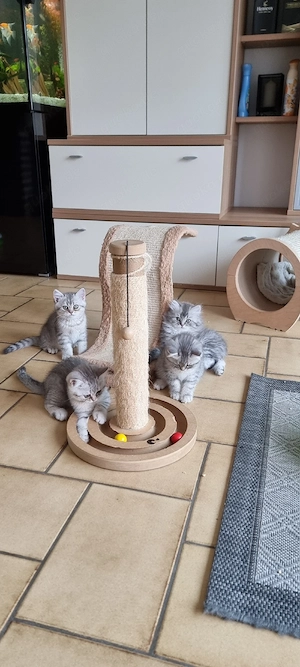 BKH Kitten 