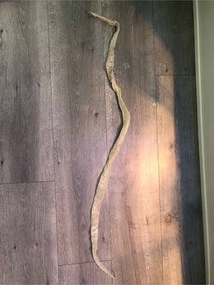 Schlangen Kornnatterhaut Verhandelbar Bild 3